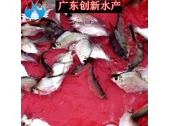 廣東三角魴魚苗出售