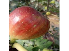 無花果苗批發 波姬紅無花果樹苗種植基地供應