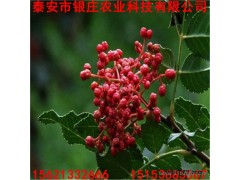 哪里有賣大紅袍花椒苗的 花椒苗批發價格 直銷