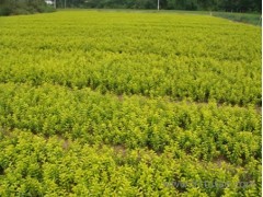 苗木花卉 ，綠化苗木 花卉苗木 項羽花木