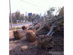 左兵苗圃 樹苗、優質綠化苗木，三角楓 、樸樹，歡迎洽談