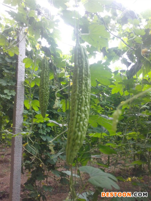 供應 沁嶺盆栽 苗木花卉花草林木生產批發種植銷售