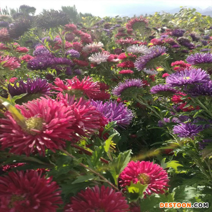 廠家直銷花卉種子  單瓣混色翠菊  各類翠菊種子  園林綠化 量大從優