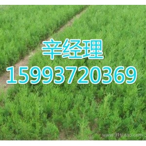 許昌求購垂柳/苗木基地159-9372-0369【藝林苗木】