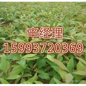 汝州求購國槐/苗木基地159-9372-0369【藝林苗木】