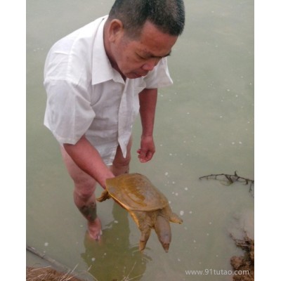 大量優質老鱉 甲魚 園魚 團魚 水魚 王八 種鱉魚苗蛋類