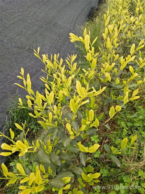 茶葉苗木/茶葉種苗/茶樹種植/茶葉苗木基地/茶葉種苗基地