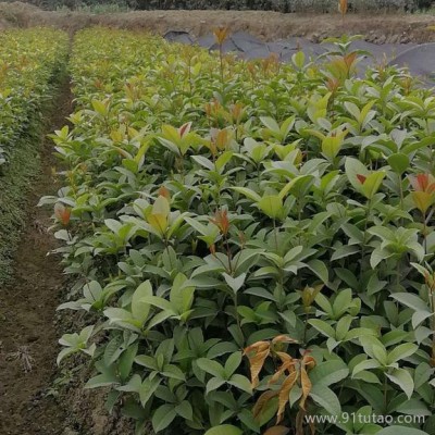 綠化苗木 小區(qū)苗木、道路苗木、郴州綠化苗木   綠化苗木銷售  勇橙苗木