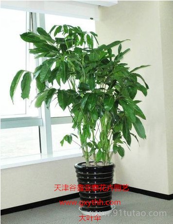 木本植物租擺木本植物租賃.木本植物銷售