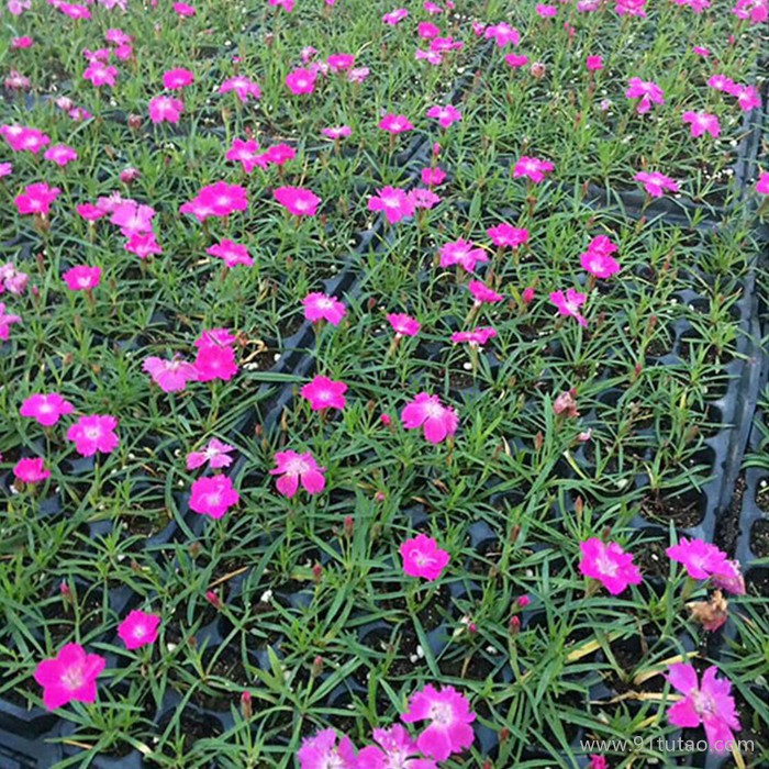 洪業  園林工程  綠化園林  花園苗圃  觀賞花卉 名貴花種