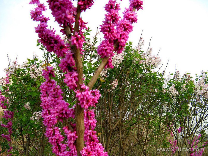 工程綠化樹苗 紫荊樹苗 滿條紅苗庭院觀賞花卉 規格齊全