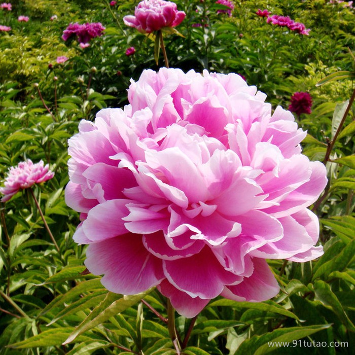 洪業 芍藥 花園苗圃  草花基地  名貴花草  綠化園林  觀賞花卉 花卉幼苗