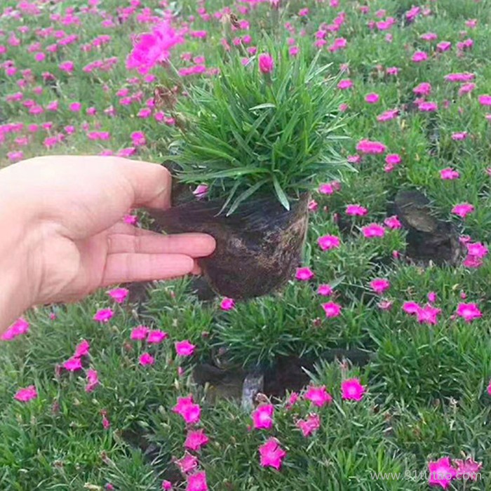 洪業    歐石竹   園林工程  綠化園林  花園苗圃  觀賞花卉  名貴花種 綠化園林工程