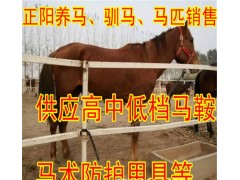 貴陽寵物馬價格 蒙古馬 馬活體 矮馬活體 德保矮馬活體