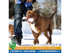 出售比特幼犬純種寵物活體美國(guó)惡霸犬斗牛犬