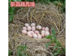 新星散養(yǎng)初生土雞蛋30枚破損包賠農(nóng)家特產(chǎn)新鮮雞蛋正宗生態(tài)土雞蛋 營養(yǎng)價(jià)值更高