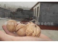 【2014薄皮核桃】新疆特產大核桃 紙皮核桃新貨零食廣州