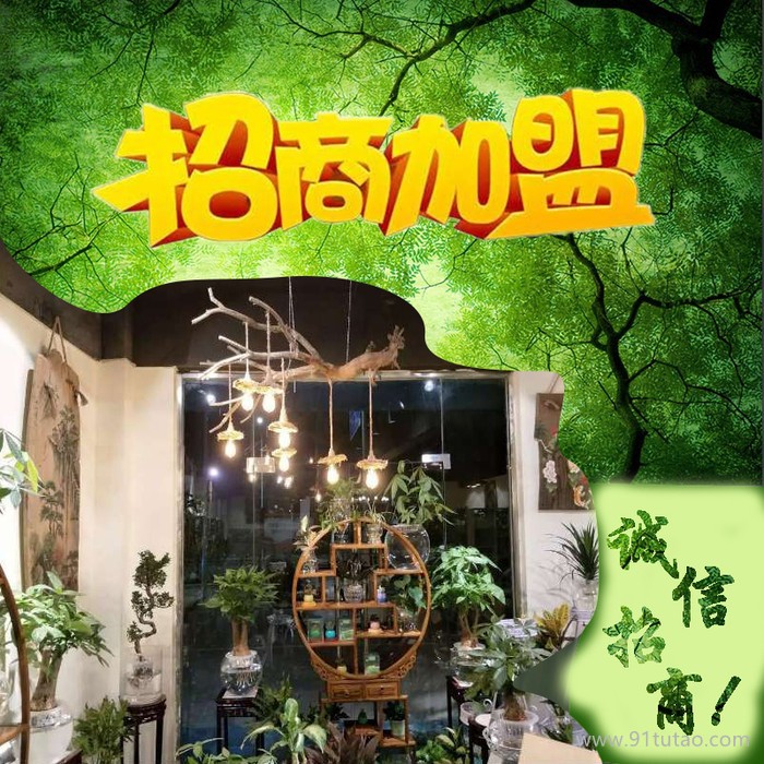 白掌批發(fā)小植物組合盆栽  水培花卉植物批發(fā) 水養(yǎng)懶人綠植 小盆栽 鮮花綠植 誠(chéng)招加盟代理商