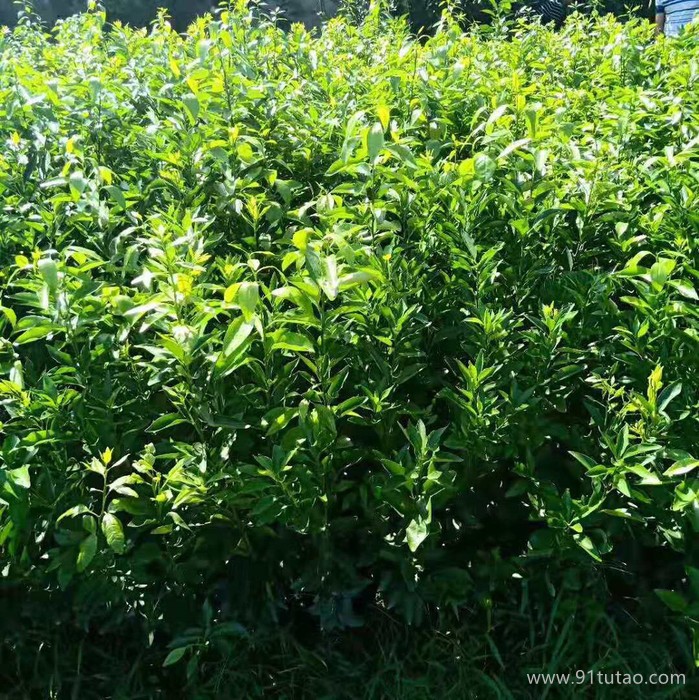 畢節(jié)地區(qū)軒茂  沃柑苗廠家 沃柑苗批發(fā) 有核沃柑 無核沃柑