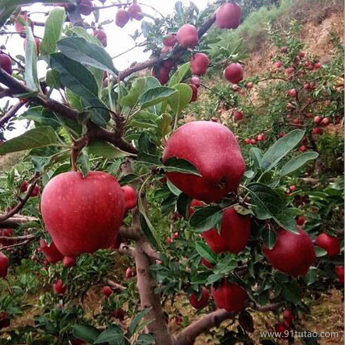 饒陽恒發 代購批發 紅蘋果 新鮮水果    新鮮花牛蘋果 花牛 品種齊全