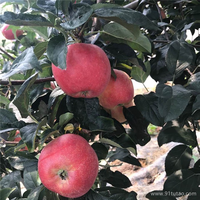 花牛蘋果苗新品種    花牛蘋果苗技術(shù)指導