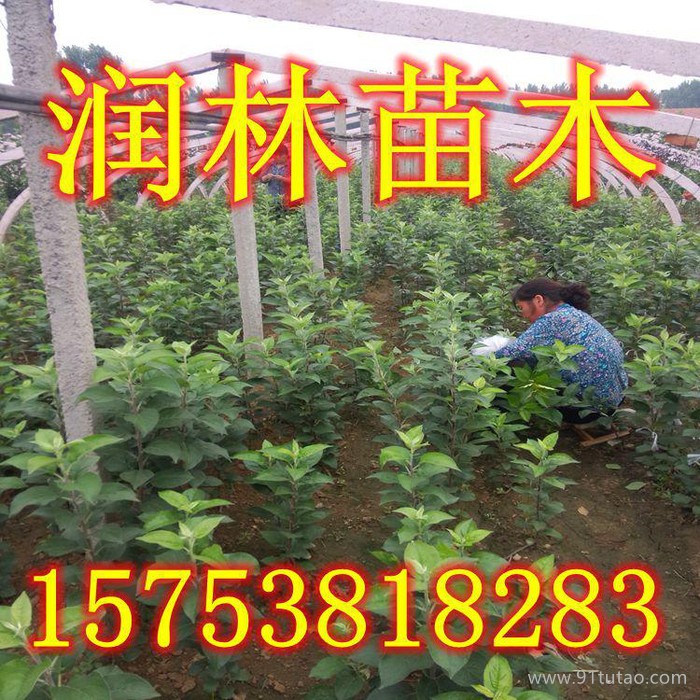 批量訂購花牛蘋果樹苗 高產(chǎn)量花牛蘋果苗