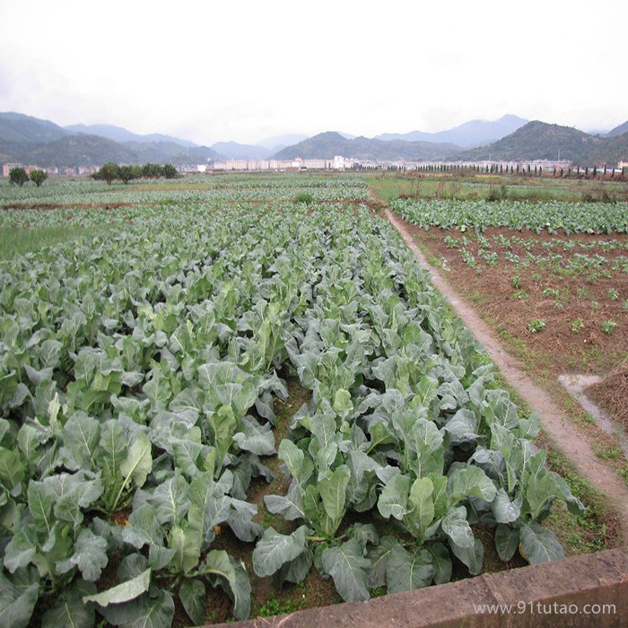 饒陽恒發  代購批發   新鮮蔬菜    優質菜花 白色菜花