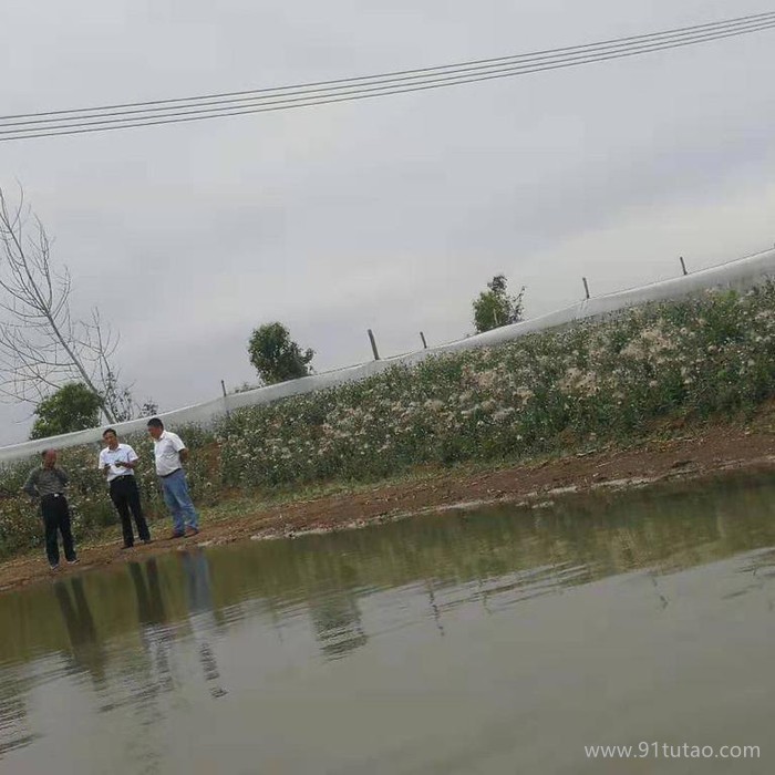 雜交淡水龍蝦