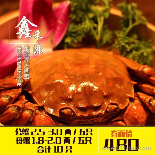 送禮陽澄湖大閘蟹，陽澄湖大閘蟹烹飪，正宗陽澄湖大閘蟹，陽澄湖大閘蟹專賣