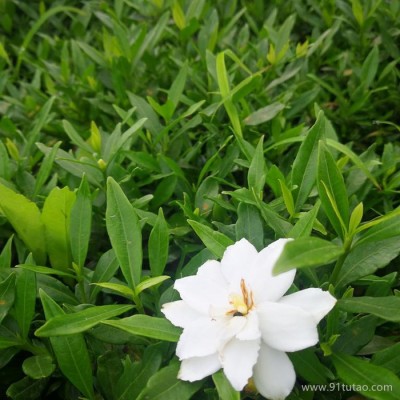 梔子花小苗  湖南郴州灌木出售【小葉梔子花苗/大葉梔子花苗價格】 價格合理 量大優惠 多年經營,誠信為先