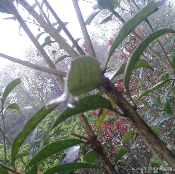 昌旺苗木 桂花樹 ：園林綠化苗木   苗木 桂花樹苗 高金桂樹苗 大小桂花樹自產(chǎn)自銷