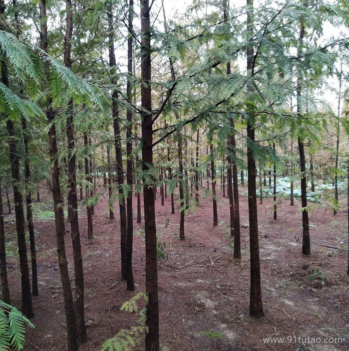 樸樹價格 基地直銷 樸樹苗 落葉性樸樹