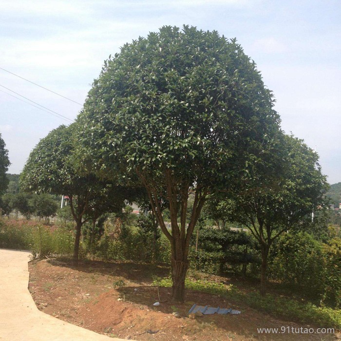 批發(fā)8公分桂花小苗 桂花小苗價格 桂花小苗苗圃 桂花樹