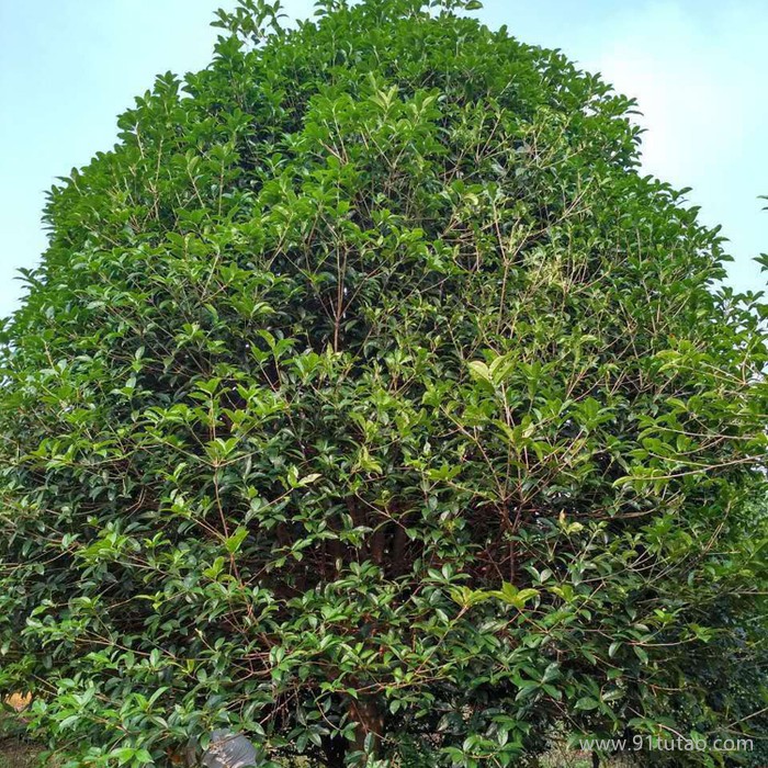 批發(fā)12公分桂花小苗 桂花小苗價格 桂花小苗種植基地 桂花樹