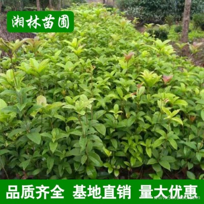 批發桂花月月桂樹苗 金桂四季桂小苗庭院觀花植物 工程綠化桂花苗