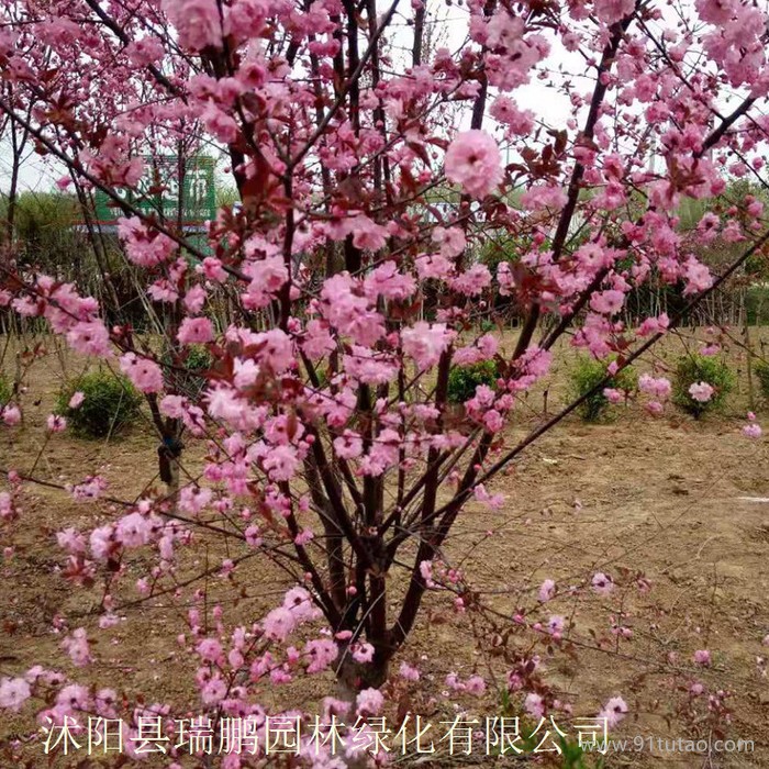 榆葉梅 榆葉梅價格 榆葉梅基地 榆葉梅批發(fā) 榆葉梅種植基地 直徑8公分 冠幅1.8米