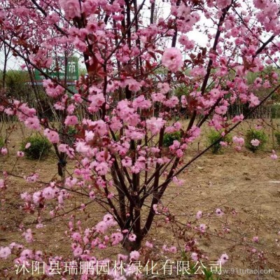 榆葉梅 榆葉梅價格 榆葉梅基地 榆葉梅批發 榆葉梅種植基地 直徑8公分 冠幅1.8米