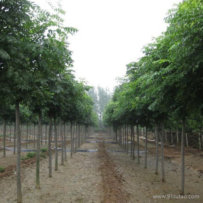 江蘇欒樹 欒樹批發 批發欒樹 欒樹種植基地 欒樹批發基地