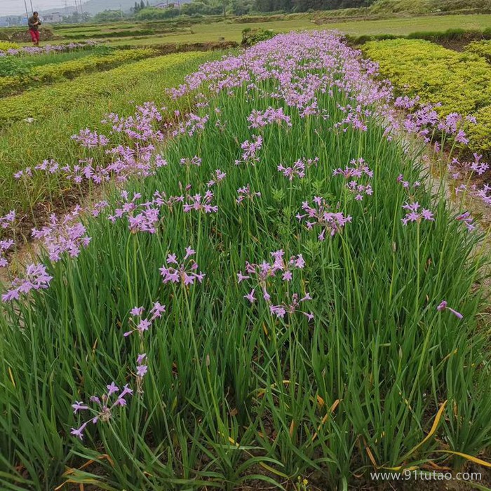 衡陽綠化苗木基地|永州綠化苗木基地價格   贛州綠化苗木走向