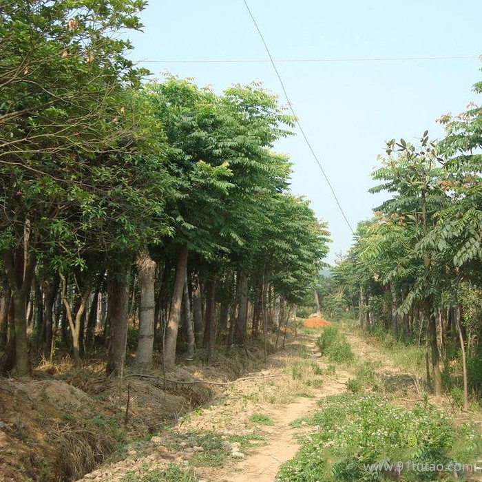 欒樹 3-12cm 規(guī)格齊全 欒樹價格 量大優(yōu)惠 欒樹基地  欒樹批發(fā) 欒樹種植基地