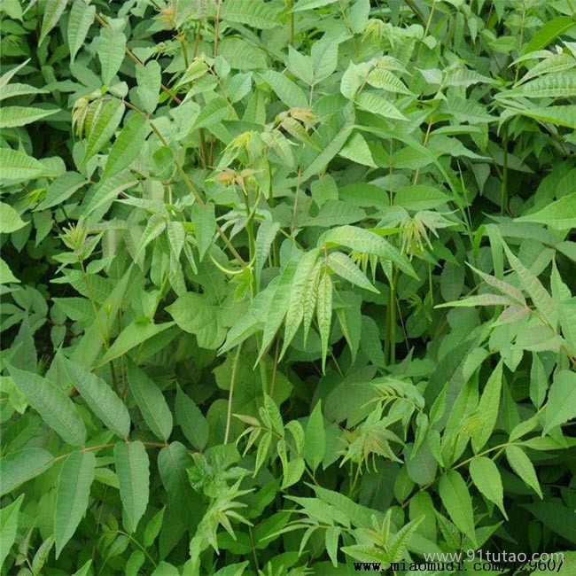 大量供應可食用香椿苗 紅油香椿苗 采購香椿苗 成活率高 基地面向全國出售 量大從優