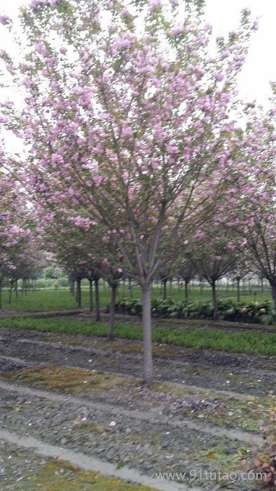 成都高桿桂花　成都紫薇　成都晚櫻　園林綠化苗木　花卉苗木采購