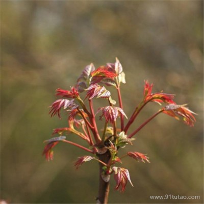 山東泰安正宗紅油香椿苗 供應大棚香椿苗 香椿苗價格優惠 紅油香椿苗大量批發 優質豐產