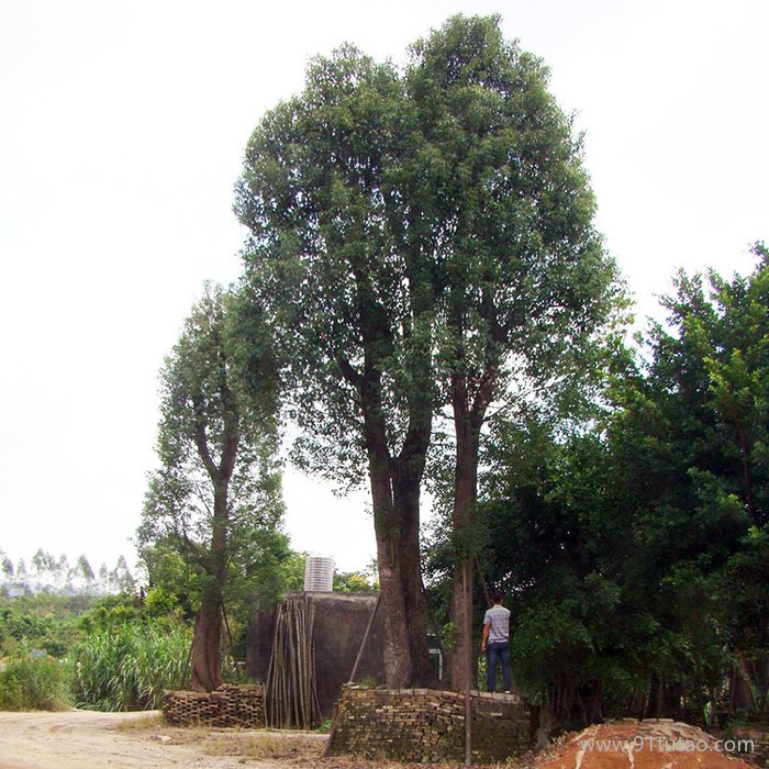 【俊賢】香樟樹苗 叢生香樟 移栽香樟 怪形古香樟基地直銷批發(fā)