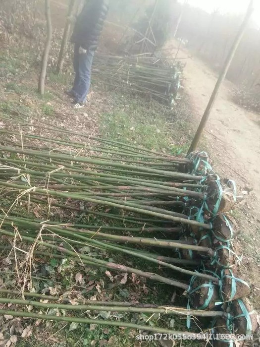 香樟基地 批發(fā) 香樟樹 香樟 香樟樹苗 香樟小苗 小葉香樟苗 四季常青