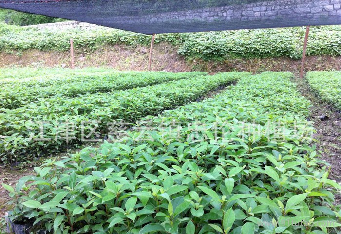 出售香樟營養杯苗，香樟苗，香樟小苗