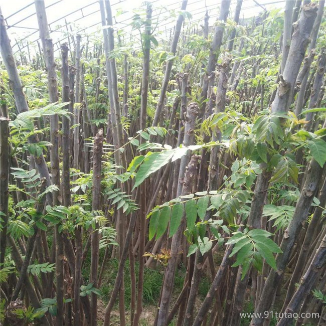 香椿苗  泰山紅油香椿苗_矮化香椿苗_香椿苗_紅油香椿苗_食用香椿苗