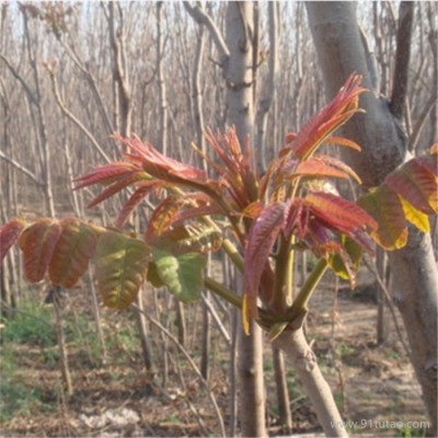 沃田 庭院栽植香椿樹苗可采摘 做菜吃的香椿芽菜 盆栽香椿苗