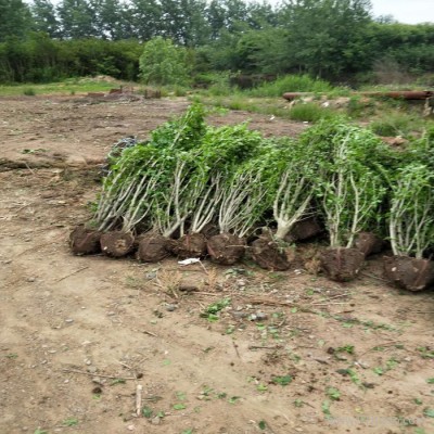 江蘇木槿 木槿基地 木槿種植基地 木槿批發(fā) 木槿小苗