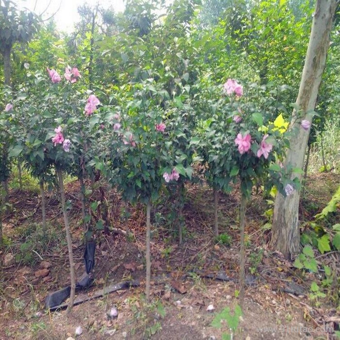 供應叢生木槿苗 獨桿木槿苗 紅花木槿苗 多分支 木槿價格